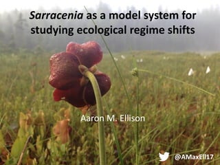 Sarracenia as a model system for
studying ecological regime shifts
Aaron M. Ellison
@AMaxEll17
 