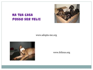 Na tua casa
posso ser feliz



            www.adopta-me.org




                          www.felinus.org
 