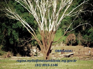 OBRIGADA!
regina.mello@meioambiente.mg.gov.br
(31) 3915-1146
 