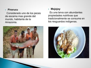  Pirarucu
Considerado uno de los peces
de escama mas grande del
mundo, habitante de la
Amazonia.
 Mojojoy
Es una larva con abundantes
propiedades nutritivas que
tradicionalmente se consume en
los resguardos indígenas.
 