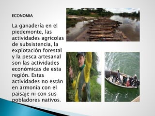 ECONOMIA
La ganadería en el
piedemonte, las
actividades agrícolas
de subsistencia, la
explotación forestal
y la pesca artesanal
son las actividades
económicas de esta
región. Estas
actividades no están
en armonía con el
paisaje ni con sus
pobladores nativos.
 