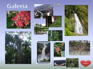 Región amazónica del ecuador | PPTX