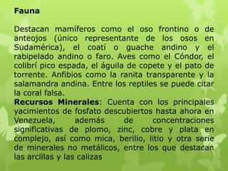 Fauna

Destacan mamíferos como el oso frontino o de
anteojos (único representante de los osos en
Sudamérica), el coatí o guache andino y el
rabipelado andino o faro. Aves como el Cóndor, el
colibrí pico espada, el águila de copete y el pato de
torrente. Anfibios como la ranita transparente y la
salamandra andina. Entre los reptiles se puede citar
la coral falsa.
Recursos Minerales: Cuenta con los principales
yacimientos de fosfato descubiertos hasta ahora en
Venezuela,        además      de     concentraciones
significativas de plomo, zinc, cobre y plata en
complejo, así como mica, berilio, litio y otra serie
de minerales no metálicos, entre los que destacan
las arcillas y las calizas
 