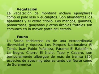 Vegetación
La vegetación de montaña incluye ejemplares
como el pino laso y eucaliptos. Son abundantes los
apamates y el cedro criollo. Los mangos, guamas,
pomarrosas, guayabas y otros árboles frutales son
comunes en la mayor parte del estado.

      Fauna
La Fauna tachirense es de una extraordinaria
diversidad y riqueza. Los Parques Nacionales: El
Tamá, Juan Pablo Peñaloza, Páramo El Batallón y
La Negra, Chorro El Indio, Tapo y Caparo, son
temporalmente albergue de más de treinta (30)
especies de aves migratorias tanto del Norte como
de Suramérica
 