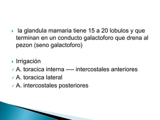  la glandula mamaria tiene 15 a 20 lobulos y que
terminan en un conducto galactoforo que drena al
pezon (seno galactoforo)
 Irrigación
 A. toracica interna ---- intercostales anteriores
 A. toracica lateral
 A. intercostales posteriores
 