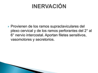  Provienen de los ramos supraclaviculares del
plexo cervical y de los ramos perforantes del 2° al
6° nervio intercostal. Aportan filetes sensitivos,
vasomotores y secretorios.
 