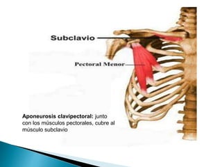Aponeurosis clavipectoral: junto
con los músculos pectorales, cubre al
músculo subclavio
 