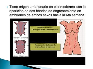  Tiene origen embrionario en el ectodermo con la
aparición de dos bandas de engrosamiento en
embriones de ambos sexos hacia la 6ta semana.
 