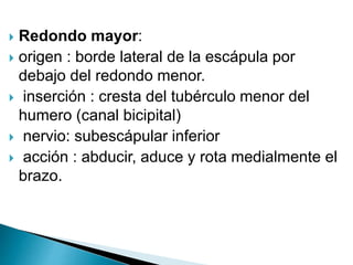  Redondo mayor:
 origen : borde lateral de la escápula por
debajo del redondo menor.
 inserción : cresta del tubérculo menor del
humero (canal bicipital)
 nervio: subescápular inferior
 acción : abducir, aduce y rota medialmente el
brazo.
 