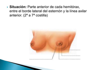  Situación: Parte anterior de cada hemitórax,
entre el borde lateral del esternón y la línea axilar
anterior. (2ª a 7ª costilla)
 