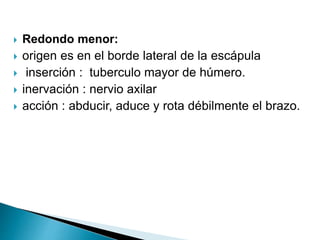  Redondo menor:
 origen es en el borde lateral de la escápula
 inserción : tuberculo mayor de húmero.
 inervación : nervio axilar
 acción : abducir, aduce y rota débilmente el brazo.
 