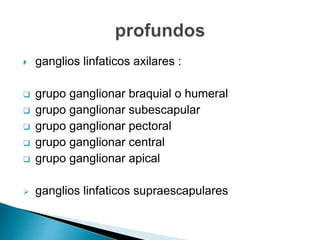  ganglios linfaticos axilares :
 grupo ganglionar braquial o humeral
 grupo ganglionar subescapular
 grupo ganglionar pectoral
 grupo ganglionar central
 grupo ganglionar apical
 ganglios linfaticos supraescapulares
 