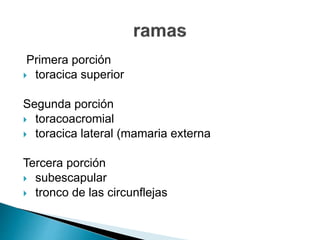 Primera porción
 toracica superior
Segunda porción
 toracoacromial
 toracica lateral (mamaria externa
Tercera porción
 subescapular
 tronco de las circunflejas
 