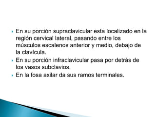  En su porción supraclavicular esta localizado en la
región cervical lateral, pasando entre los
músculos escalenos anterior y medio, debajo de
la clavícula.
 En su porción infraclavicular pasa por detrás de
los vasos subclavios.
 En la fosa axilar da sus ramos terminales.
 