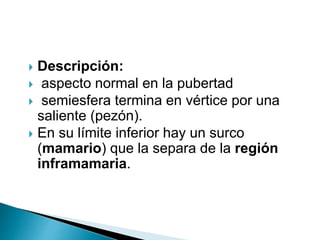  Descripción:
 aspecto normal en la pubertad
 semiesfera termina en vértice por una
saliente (pezón).
 En su límite inferior hay un surco
(mamario) que la separa de la región
inframamaria.
 