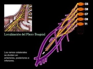 Los ramos colaterales
se dividen en
anteriores, posteriores e
inferiores.
 