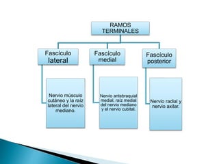 RAMOS
TERMINALES
Fascículo
lateral
Nervio músculo
cutáneo y la raíz
lateral del nervio
mediano.
Fascículo
medial
Nervio antebraquial
medial, raíz medial
del nervio mediano
y el nervio cubital.
Fascículo
posterior
Nervio radial y
nervio axilar.
 