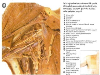 Región anterolateral del tórax