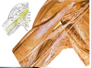 Región anterolateral del tórax