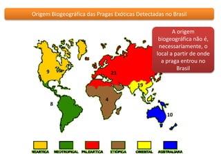 Origem Biogeográfica das Pragas Exóticas Detectadas no Brasil 
4 
10 
19 
9 
8 
21 
A origem 
biogeográfica não é, 
necessariamente, o 
local a partir de onde 
a praga entrou no 
Brasil 
 