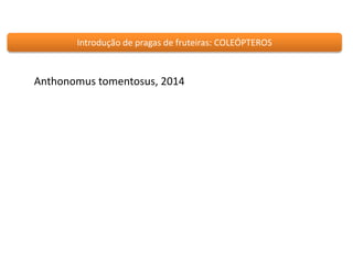 Introdução de pragas de fruteiras: COLEÓPTEROS 
Anthonomus tomentosus, 2014 
 