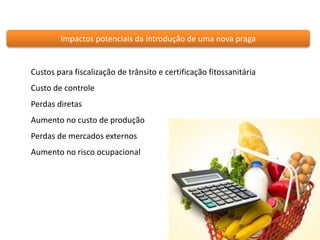 Impactos potenciais da introdução de uma nova praga 
Custos para fiscalização de trânsito e certificação fitossanitária 
Custo de controle 
Perdas diretas 
Aumento no custo de produção 
Perdas de mercados externos 
Aumento no risco ocupacional 
 