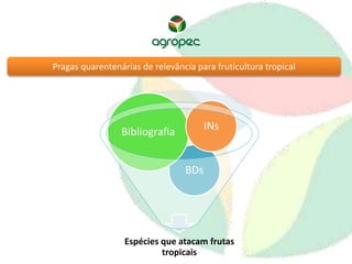 Pragas quarentenárias de relevância para fruticultura tropical 
Bibliografia INs 
BDs 
Espécies que atacam frutas 
tropicais 
 