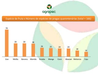 Espécie de fruta x Número de espécies de pragas quarentenárias (total = 166) 
79 
39 39 38 
26 25 24 24 
18 
14 
Uva Melão Banana Mamão Goiaba Manga Coco Abacaxi Melancia Caju 
 