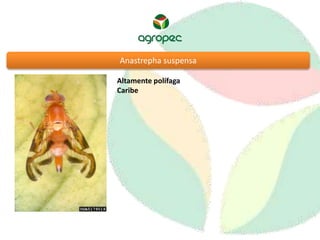 Anastrepha suspensa 
Altamente polífaga 
Caribe 
 