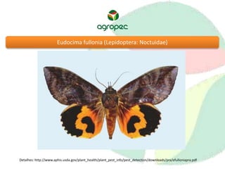 Eudocima fullonia (Lepidoptera: Noctuidae) 
Detalhes: http://www.aphis.usda.gov/plant_health/plant_pest_info/pest_detection/downloads/pra/efulloniapra.pdf 
 