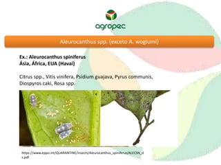 Aleurocanthus spp. (exceto A. woglumi) 
Ex.: Aleurocanthus spiniferus 
Ásia, África, EUA (Havaí) 
Citrus spp., Vitis vinifera, Psidium guajava, Pyrus communis, 
Diospyros caki, Rosa spp. 
https://www.eppo.int/QUARANTINE/insects/Aleurocanthus_spiniferus/ALECSN_d 
s.pdf 
 