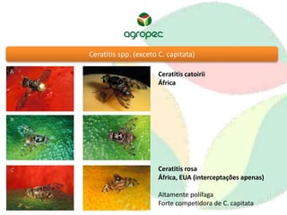 Ceratitis spp. (exceto C. capitata) 
Ceratitis catoirii 
África 
Ceratitis rosa 
África, EUA (interceptações apenas) 
Altamente polífaga 
Forte competidora de C. capitata 
 