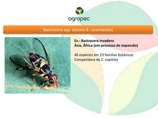 Bactrocera spp. (exceto B. carambolae) 
Ex.: Bactrocera invadens 
Ásia, África (em processo de expansão) 
46 espécies em 23 famílias botânicas 
Competidora de C. capitata 
 