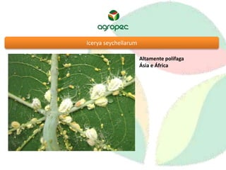 Icerya seychellarum 
Altamente polífaga 
Ásia e África 
 