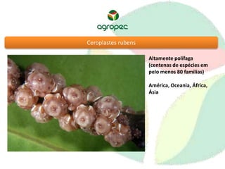 Ceroplastes rubens 
Altamente polífaga 
(centenas de espécies em 
pelo menos 80 famílias) 
América, Oceania, África, 
Ásia 
 