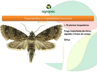 Thaumatotibia (= Cryptophlebia) leucotreta 
> 70 plantas hospedeiras 
Praga importante de citrus, 
algodão e frutas de caroço 
África 
 