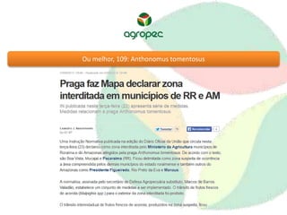 Ou melhor, 109: Anthonomus tomentosus 
 