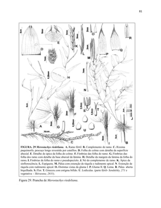 81
FIGURA. 29 Merostachys riedeliana. A. Ramo fértil. B. Complemento de ramo. C. Rizoma
paquimorfo, pescoço longo revestido por catafilos. D. Folha do colmo com detalhe da superfície
abaxial. E. Detalhe do ápice da folha do colmo. F. Fímbrias das folha do ramo. G. Fímbrias das
folha dos ramo com detalhe da base abaxial da lâmina. H. Detalhe da margem da lâmina da folha do
ramo. I. Fímbrias da folha do ramo e pseudopecíolo. J. Nó do complemento de ramo. K. Ápice da
sinflorescência. L. Espigueta. M. Pálea com extenção de ráquila e rudimento apical. N. Extenção de
ráquila com rudimento apical. O. Distintas vistas da gluma I. P. Gluma II. Q. Lema. R. Pálea aberta
biquilhada. S. Flor. T. Gineceu com estígma bífido. U. Lodículas. (parte fértil- Sendulsky, 271 e
vegetativa – Shirasuna, 2831).
Figura 29. Prancha de Merostachys riedeliana.
 