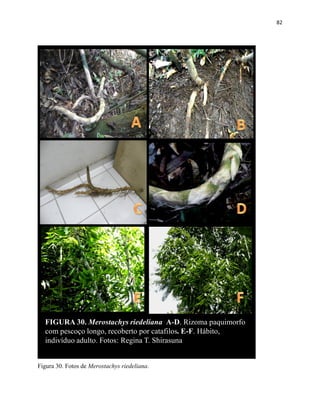 82
FIGURA 30. Merostachys riedeliana A-D. Rizoma paquimorfo
com pescoço longo, recoberto por catafilos. E-F. Hábito,
indivíduo adulto. Fotos: Regina T. Shirasuna
Figura 30. Fotos de Merostachys riedeliana.
 