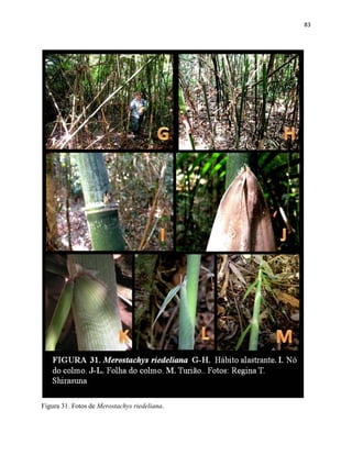 83
Figura 31. Fotos de Merostachys riedeliana.
 