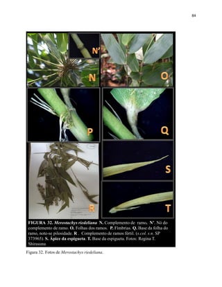 84
FIGURA 32. Merostachys riedeliana N. Complemento de ramo. N’. Nó do
complemento de ramo. O. Folhas dos ramos. P. Fímbrias. Q. Base da folha do
ramo, note-se pilosidade. R . Complemento de ramos fértil. (s.col. s.n. SP
373965). S. Ápice da espigueta. T. Base da espigueta. Fotos: Regina T.
Shirasuna
Figura 32. Fotos de Merostachys riedeliana.
 