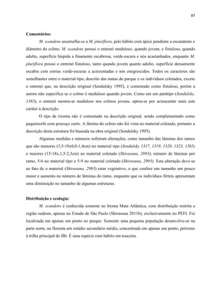 87
Comentários:
M. scandens assemelha-se a M. pluriflora, pelo hábito com ápice pendente a escandente e
diâmetro do colmo. M. scandens possui o entrenó meduloso, quando jovem, e fistuloso, quando
adulto, superfície híspida a finamente escabrosa, verde-escura e nós acastanhados, enquanto M.
pluriflora possui o entrenó fistuloso, tanto quando jovem quanto adulto, superfície densamente
escabra com estrias verde-escuras a acinzentadas e nós enegrescidos. Todos os caracteres são
semelhantes entre o material tipo, descrito das matas do parque e os indivíduos coletados, exceto
o entrenó que, na descrição original (Sendulsky 1995), é comentado como fistuloso, porém a
autora não especifica se o colmo é meduloso quando jovem. Como em um parátipo (Sendulsky,
1365), o entrenó mostra-se meduloso nos colmos jovens, optou-se por acrescentar mais este
caráter à descrição.
O tipo de rizoma não é comentado na descrição original, sendo complementado como
paquimorfo com pescoço curto. A lâmina do colmo não foi vista no material coletado, portanto a
descrição desta estrutura foi baseada na obra original (Sendulsky 1995).
Algumas medidas e números sofreram alterações, como tamanho das lâminas dos ramos
que são menores (3,5-10x0,8-1,4cm) no material tipo (Sendulsky 1317, 1319, 1320, 1323, 1365)
e maiores (15-18x,1,5-2,3cm) no material coletado (Shirasuna, 2993); número de lâminas por
ramo, 5-6 no material tipo e 5-9 no material coletado (Shirasuna, 2993). Esta alteração deve-se
ao fato de o material (Shirasuna, 2993) estar vegetativo, o que confere um tamanho um pouco
maior e aumento no número de lâminas do ramo, enquanto que os indivíduos férteis apresentam
uma diminuição no tamanho de algumas estruturas.
Distribuição e ecologia:
M. scandens é conhecida somente no bioma Mata Atlântica, com distribuição restrita a
região sudeste, apenas no Estado de São Paulo (Shirasuna 2011b), exclusivamente no PEFI. Foi
localizada em apenas um ponto no parque. Somente uma pequena população desenvolve-se na
parte norte, na floresta em estádio secundário médio, concentrada em apenas um ponto, próximo
à trilha principal do IBt. É uma espécie com hábito em touceira.
 