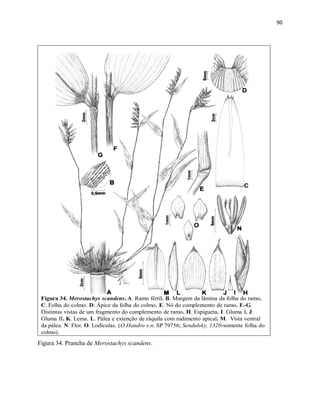 90
Figura 34. Merostachys scandens. A. Ramo fértil. B. Margem da lâmina da folha do ramo.
C. Folha do colmo. D. Ápice da folha do colmo. E. Nó do complemento de ramo. F.-G.
Distintas vistas de um fragmento do complemento de ramo. H. Espigueta. I. Gluma I. J.
Gluma II. K. Lema. L. Pálea e extenção de ráquila com rudimento apical. M. Vista ventral
da pálea. N. Flor. O. Lodículas. (O.Handro s.n. SP 79756; Sendulsky, 1320-somente folha do
colmo).
Figura 34. Prancha de Merostachys scandens.
 