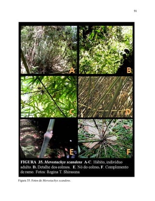 91
Figura 35. Fotos de Merostachys scandens.
 