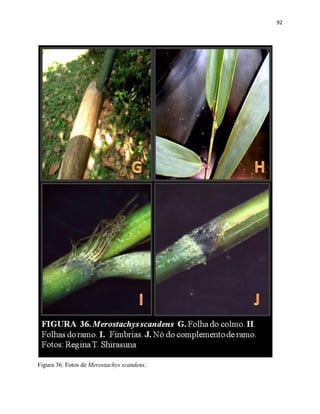 92
Figura 36. Fotos de Merostachys scandens.
 