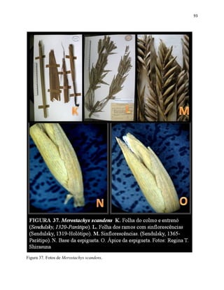 93
Figura 37. Fotos de Merostachys scandens.
 
