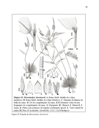 98
Figura 39. Prancha de Merostachys skvortzovii.
 