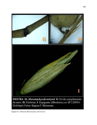 100
Figura 41. Fotos de Merostachys skvortzovii.
 