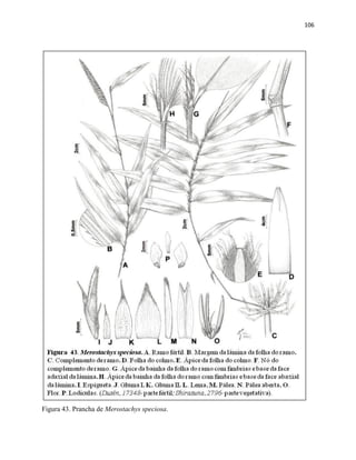 106
Figura 43. Prancha de Merostachys speciosa.
 