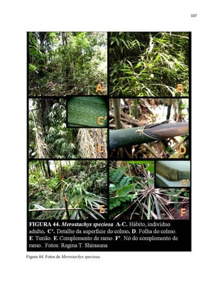 107
Figura 44. Fotos de Merostachys speciosa.
 